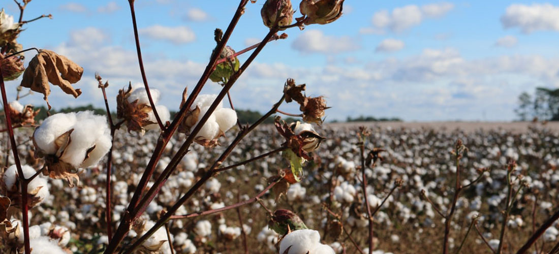 The difference between Egyptian cotton and regular cotton I Soak&Sleep