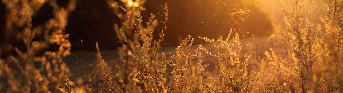 Morning meadow with pollen