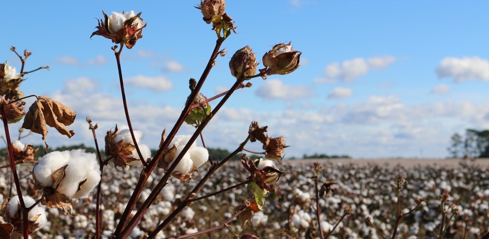 Cotton plant on the horizon