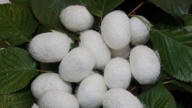 Mulberry silk cocoons