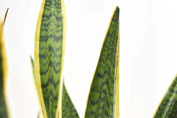 snake-plant